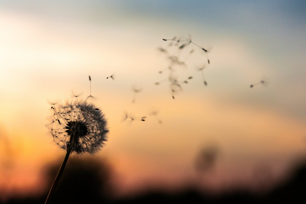 Dandelion seeds floating into the air.